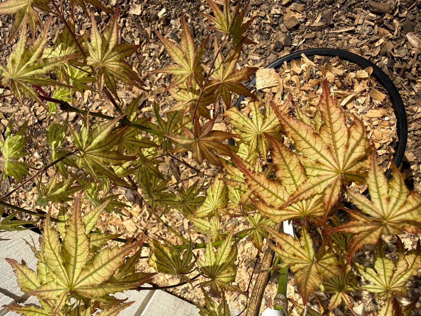 Acer Palmatum 'Peaches and Cream'  2-Gallon 3' Tall