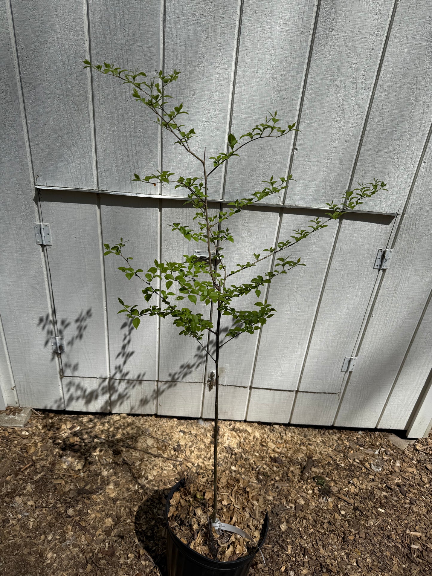 Stunning 4’ Japanese Snowbell (Styrax japonicus)