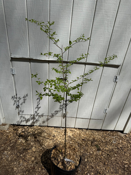 Stunning 4’ Japanese Snowbell (Styrax japonicus)