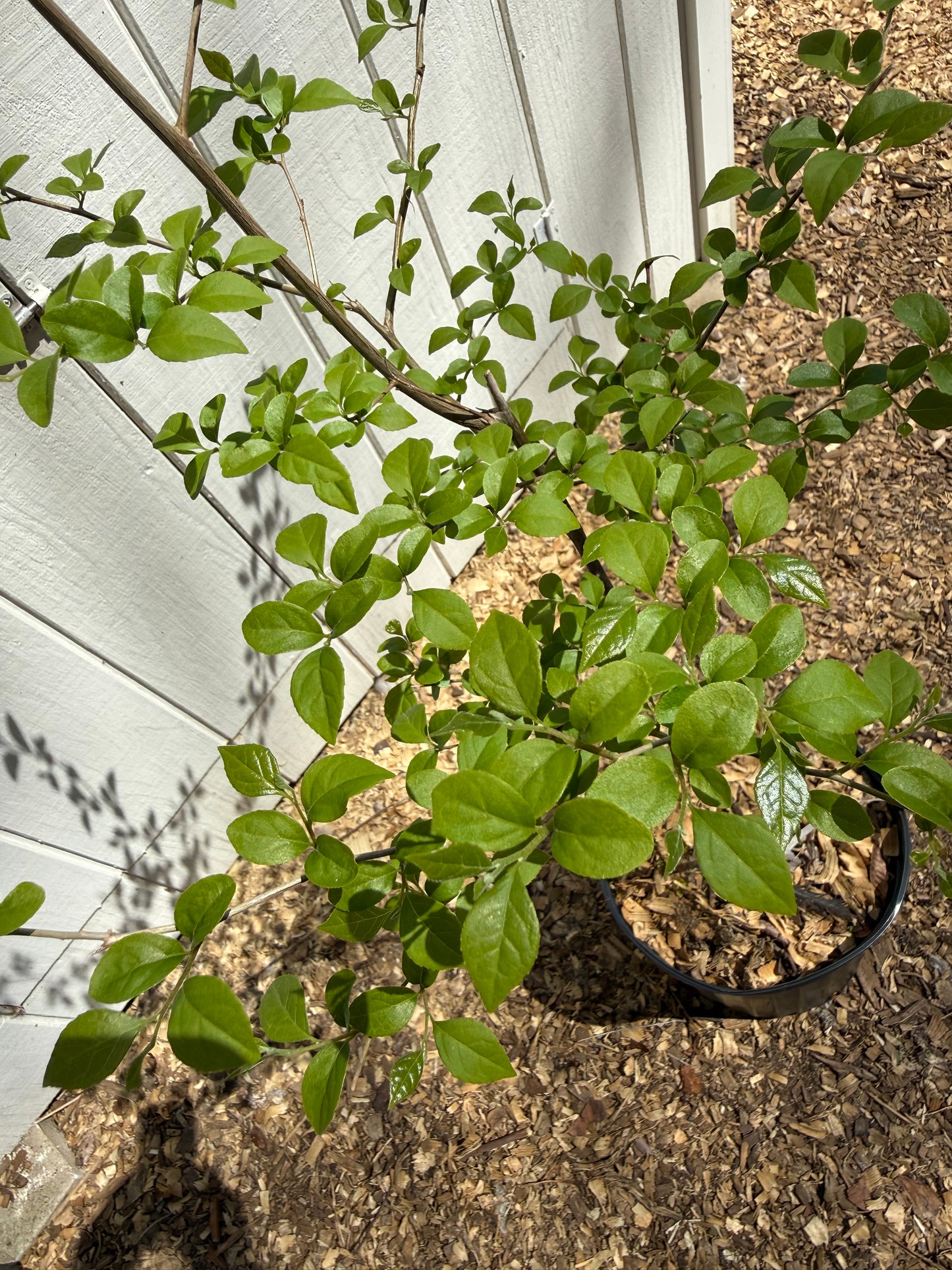 Stunning 4’ Japanese Snowbell (Styrax japonicus)