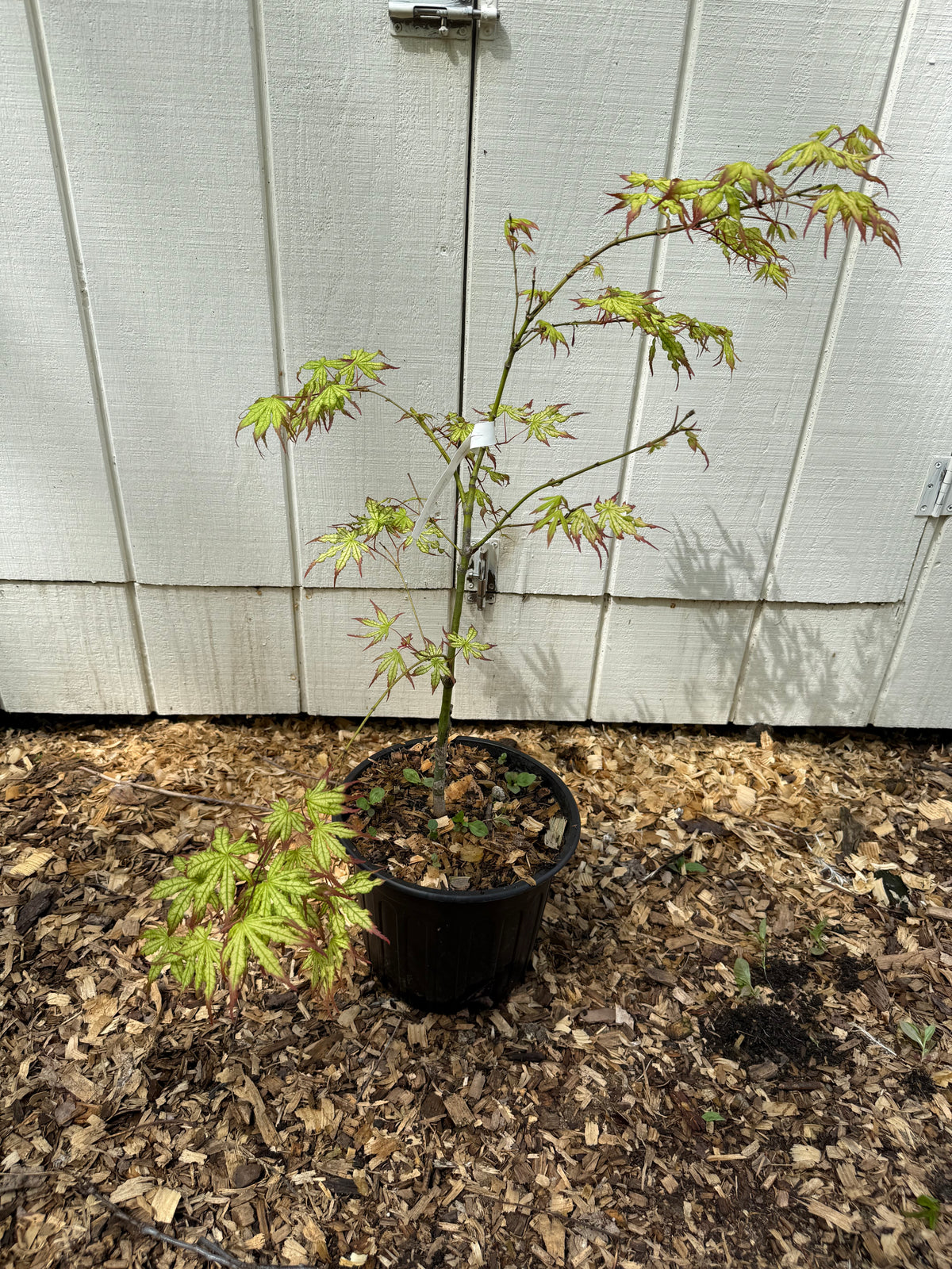 Acer palmatum 'Phantom Flame' 2 Gallon (3 ft)