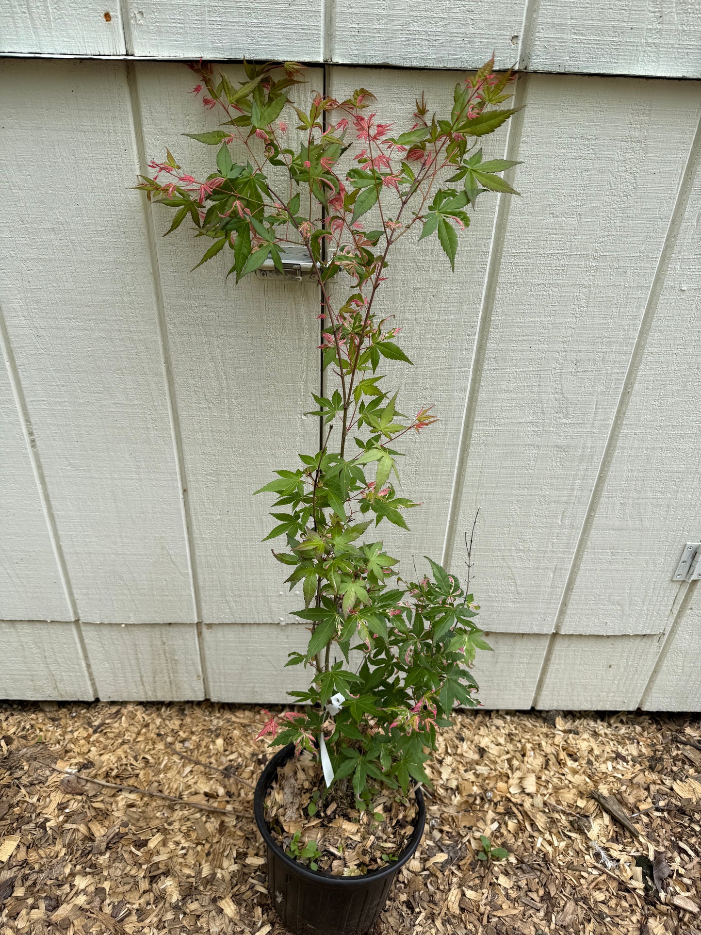 Rare 3’ Ilarian Japanese Maple Acer palmatum 2 Gallon Pot