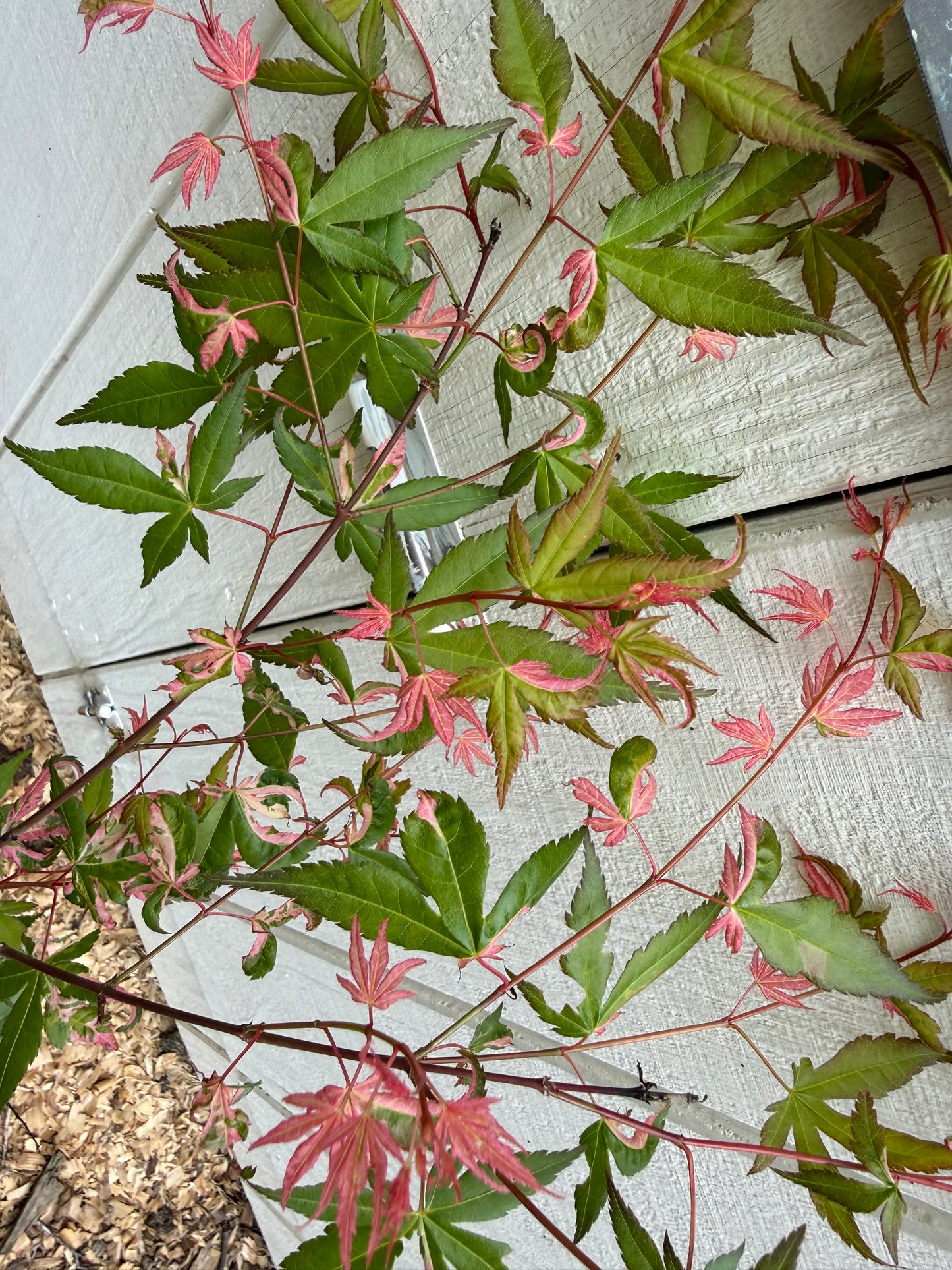 Rare 3’ Ilarian Japanese Maple Acer palmatum 2 Gallon Pot