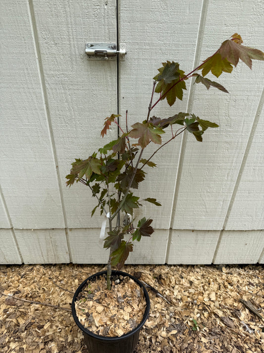 3’ Ruby Jim’s Red Full Moon Maple Acer japonicum 2 Gallon Pot