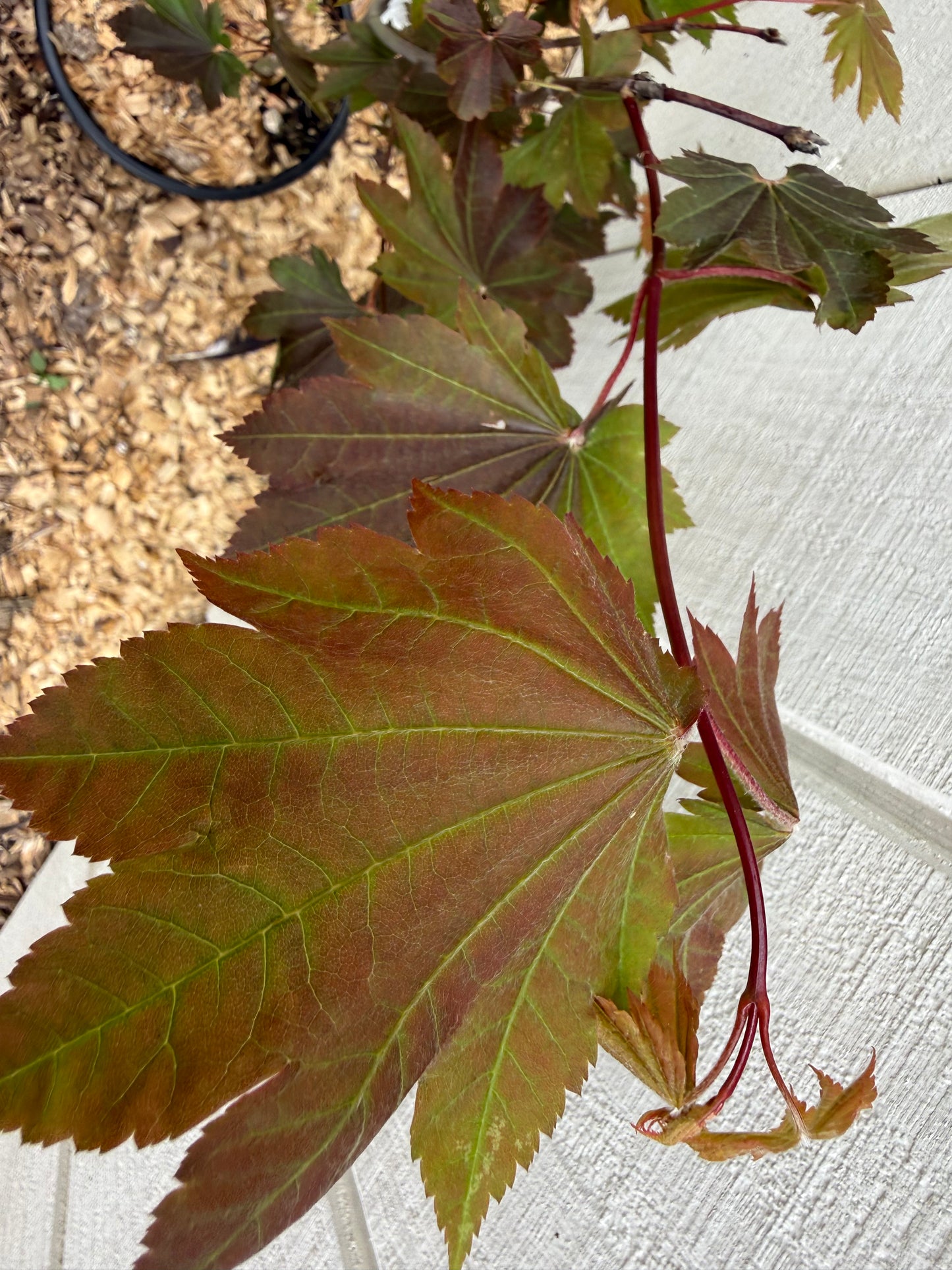 3’ Ruby Jim’s Red Full Moon Maple Acer japonicum 2 Gallon Pot