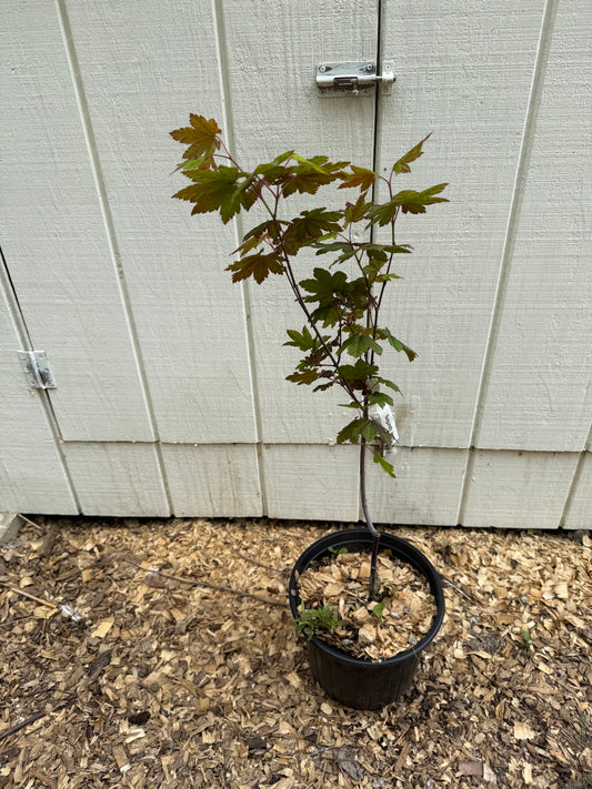 Acer circinatum ‘Burgundy Jewel’ Pacific Vine Maple 3’ Specimen 2 Gallon Pot