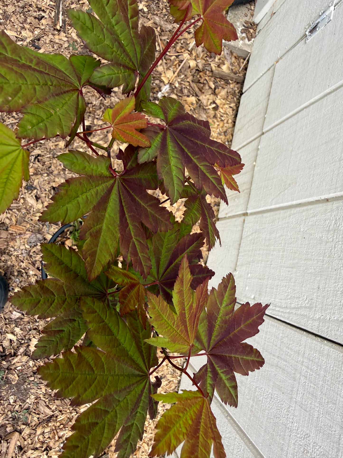 Acer circinatum ‘Burgundy Jewel’ Pacific Vine Maple 3’ Specimen 2 Gallon Pot