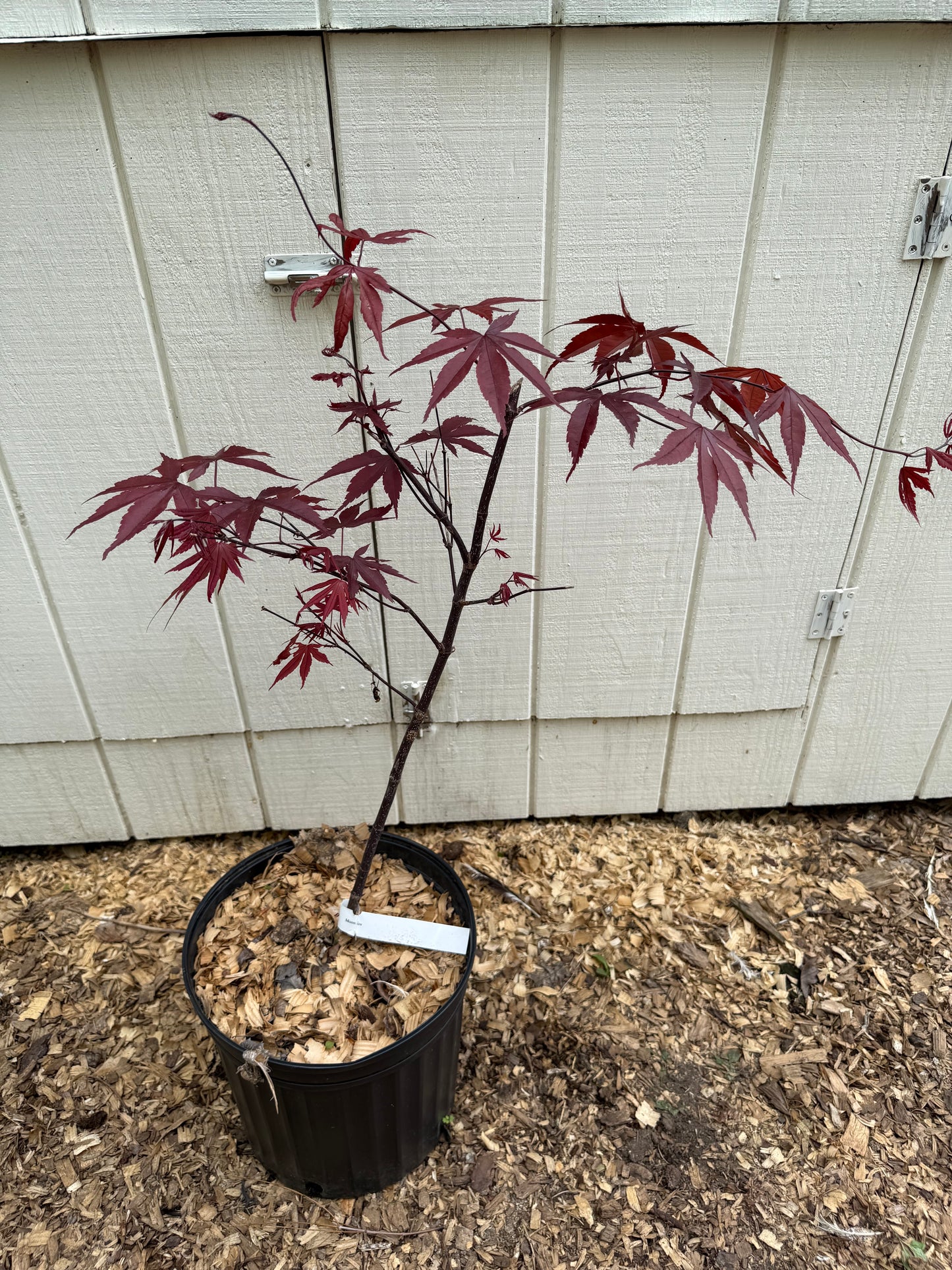 Acer palmatum 'Moonfire' Vibrant 2 Gallon Japanese Maple 3' Tall