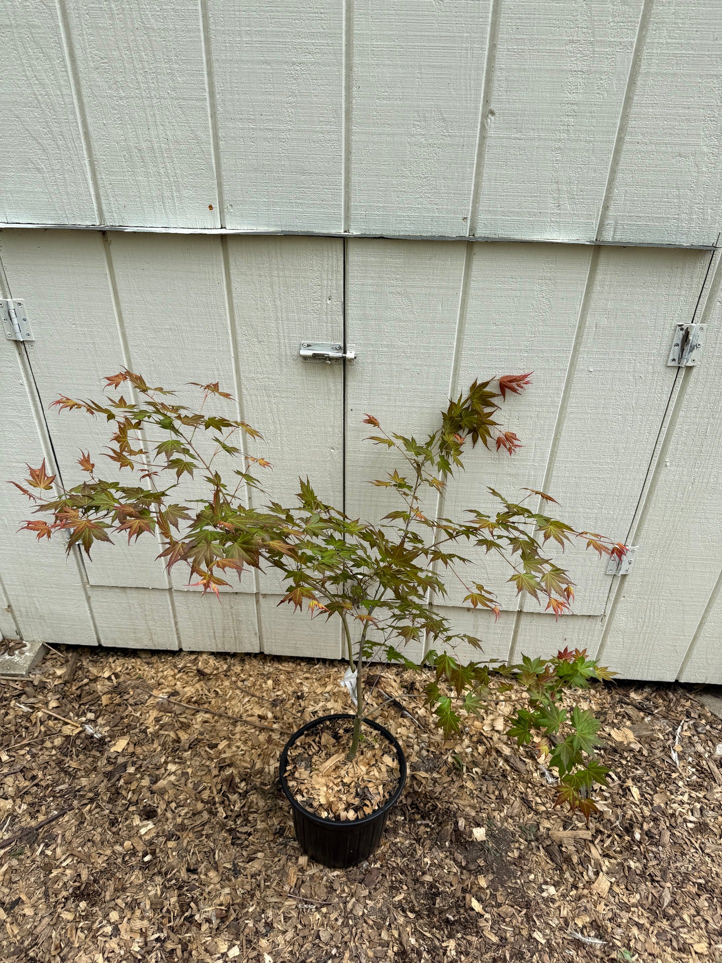 Acer palmatum ‘Momoiro Koyasan’ Japanese Maple 3-Foot Established Specimen Grafted