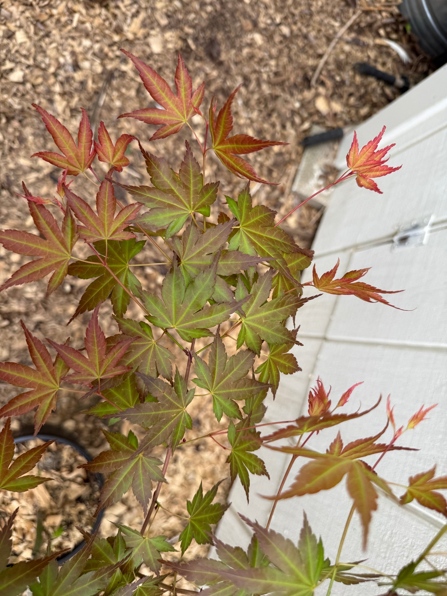 Acer palmatum ‘Momoiro Koyasan’ Japanese Maple 3-Foot Established Specimen Grafted