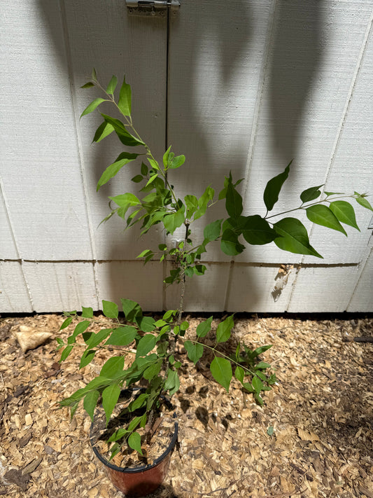 Japanese Tree Lilac (Syringa reticulata) – 1 Gallon Starter Tree (1’ - 2’)