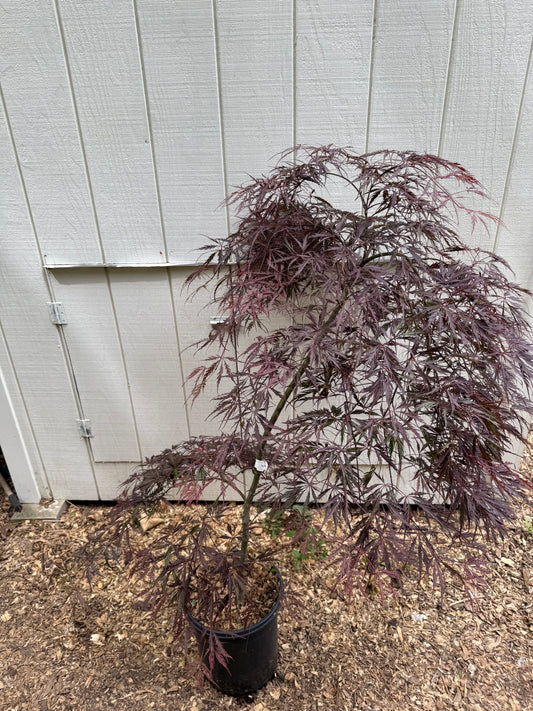 Acer palmatum 'Red Dragon' (Japanese Maple) 3 Gallon Pot (5-6 ft) LOCAL PICKUP ONLY