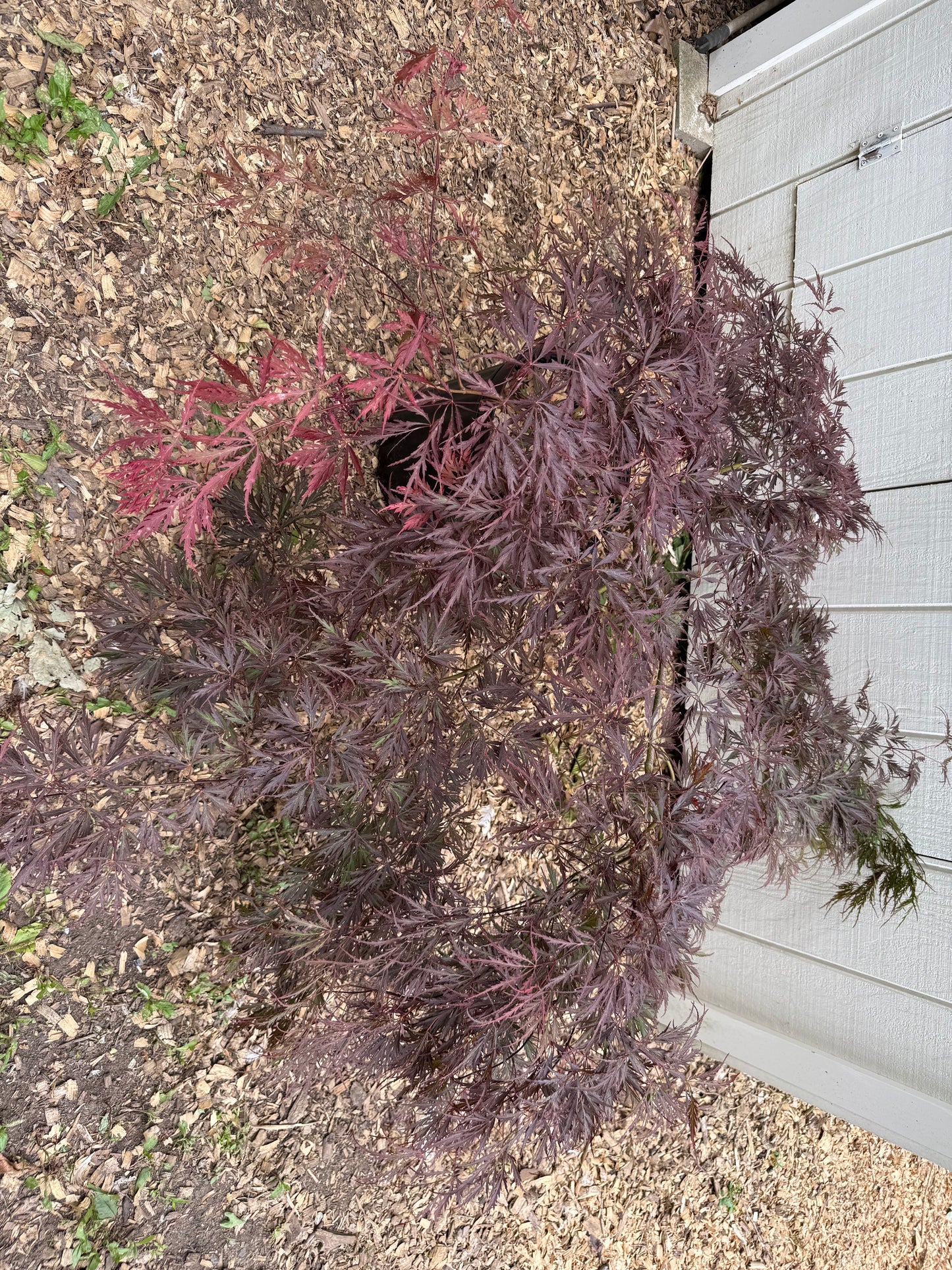 Specimen Japanese Maple 'Stella Rossa' (Acer palmatum dissectum) | Large 3 Gallon, 3ft x 4ft Wide LOCAL PICKUP ONLY