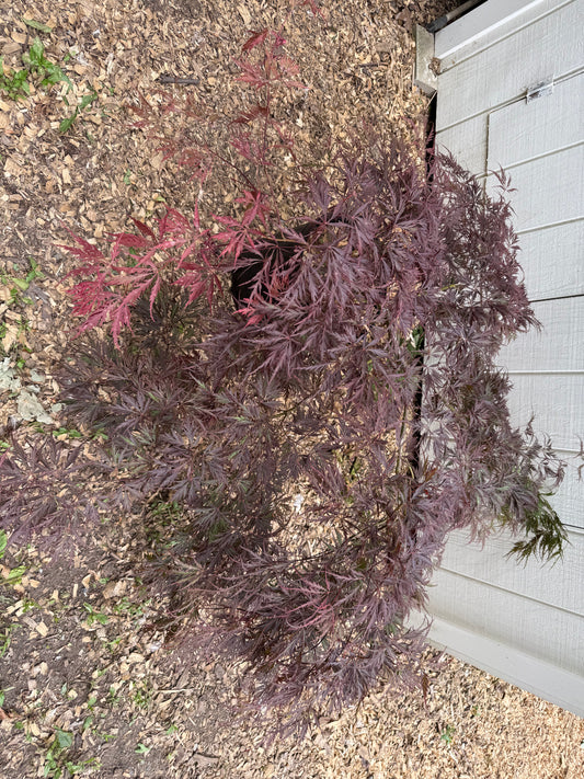Specimen Japanese Maple 'Stella Rossa' (Acer palmatum dissectum) | Large 3 Gallon, 3ft x 4ft Wide LOCAL PICKUP ONLY