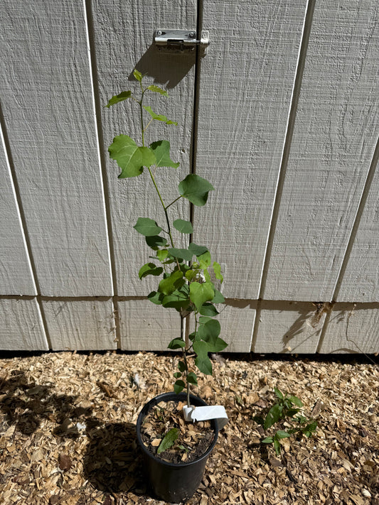 Quaking Aspen Trees (1-2 ft, 1 Gallon Pot) Fast Growing Native Tree