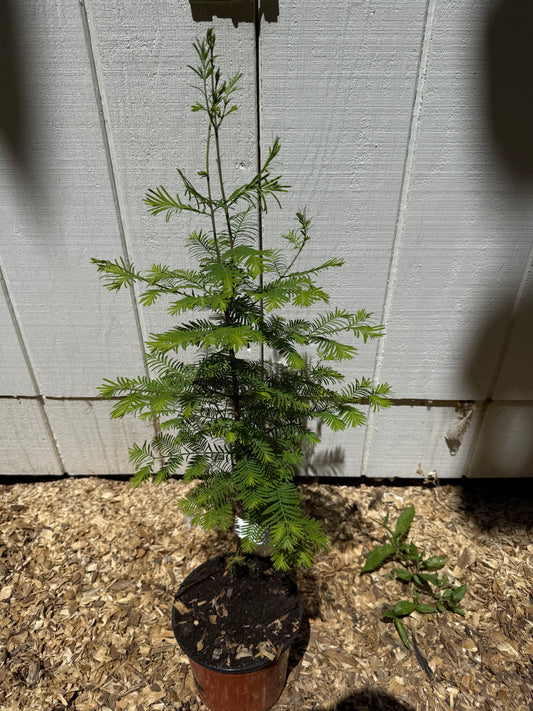 Dawn Redwood Starter Tree (Metasequoia glyptostroboides) | 1–2 Foot, 1 Gallon Pot