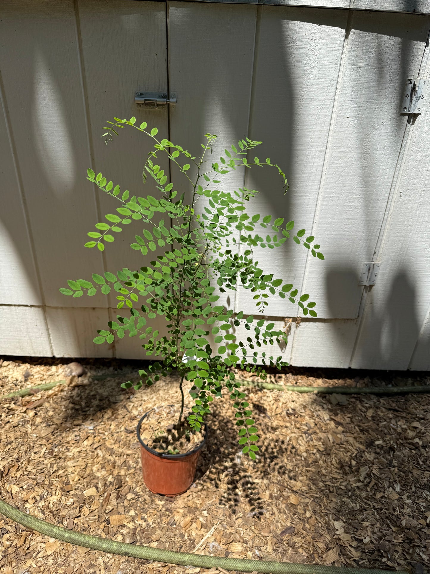 Rare Japanese Pagoda Tree (Styphnolobium japonicum / Sophora japonica) – 2-3' Well-Rooted Starter Tree