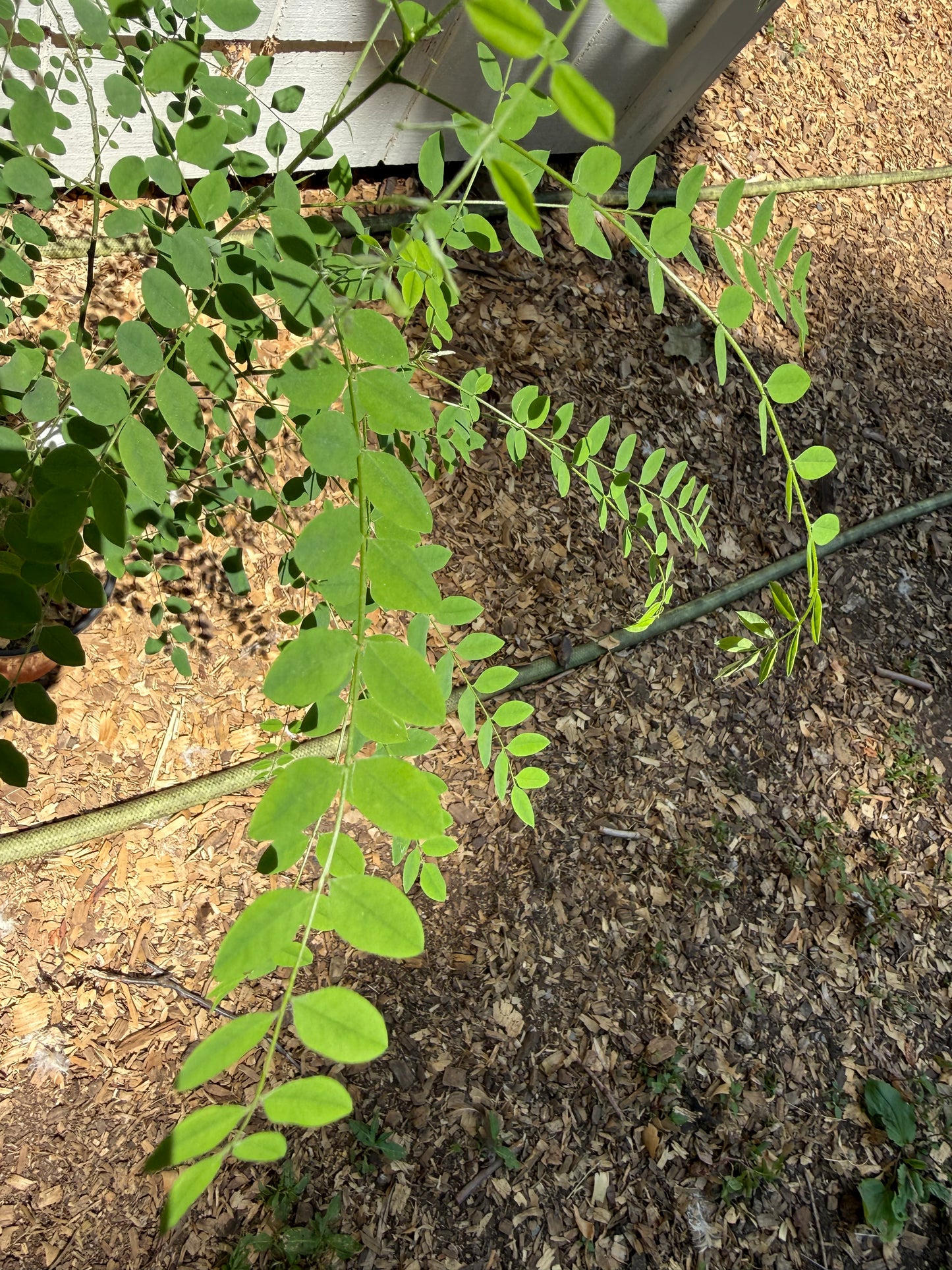 Rare Japanese Pagoda Tree (Styphnolobium japonicum / Sophora japonica) – 2-3' Well-Rooted Starter Tree