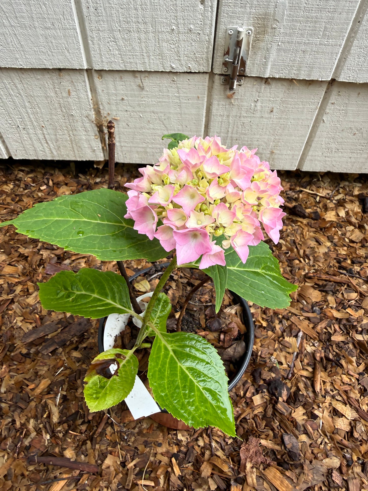 Healthy 2 Year Old Endless Summer® Hydrangea 1 Gallon Starter Plant