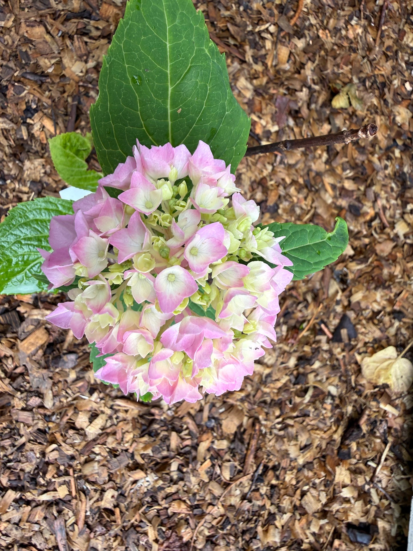 Healthy 2 Year Old Endless Summer® Hydrangea 1 Gallon Starter Plant