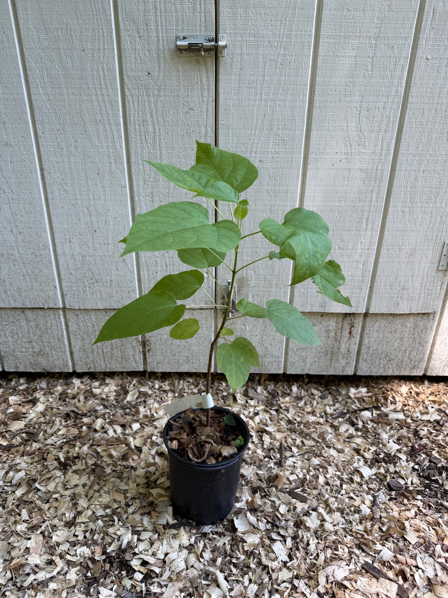 Northern Catalpa Starter Tree (1–2 ft) Fast Growing Summer Flowering Specimen