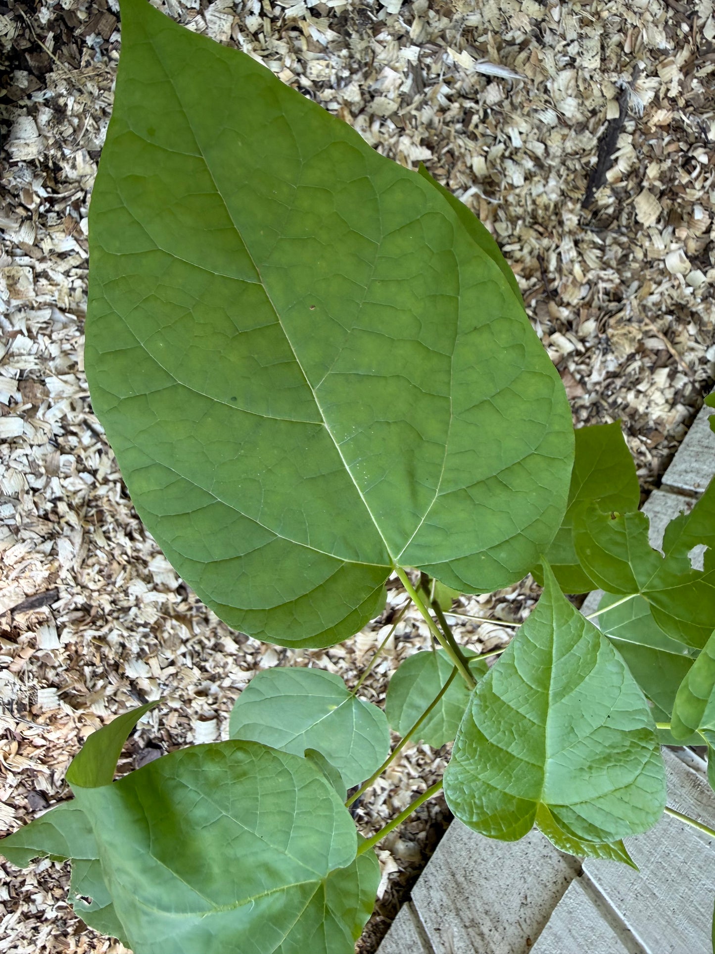 Northern Catalpa Starter Tree (1–2 ft) Fast Growing Summer Flowering Specimen