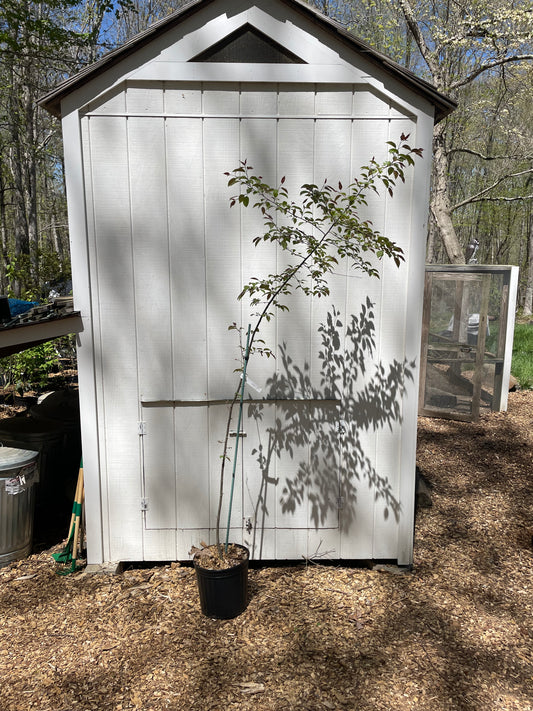 Dolgo Crabapple ( Malus Baccata )