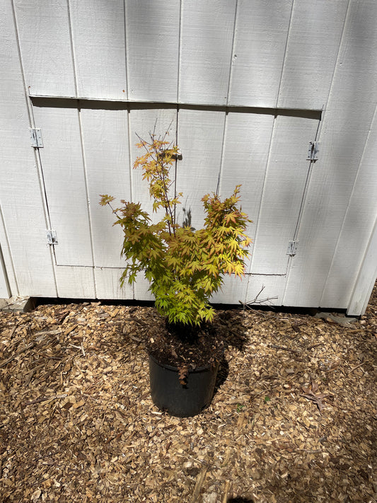 Orange Dream Acer Palmatum Tree