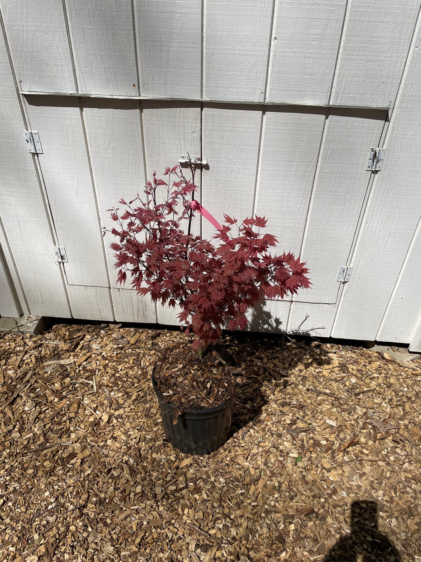 Acer palmatum 'Ruslyn in the Pink' Dwarf Japanese Maple