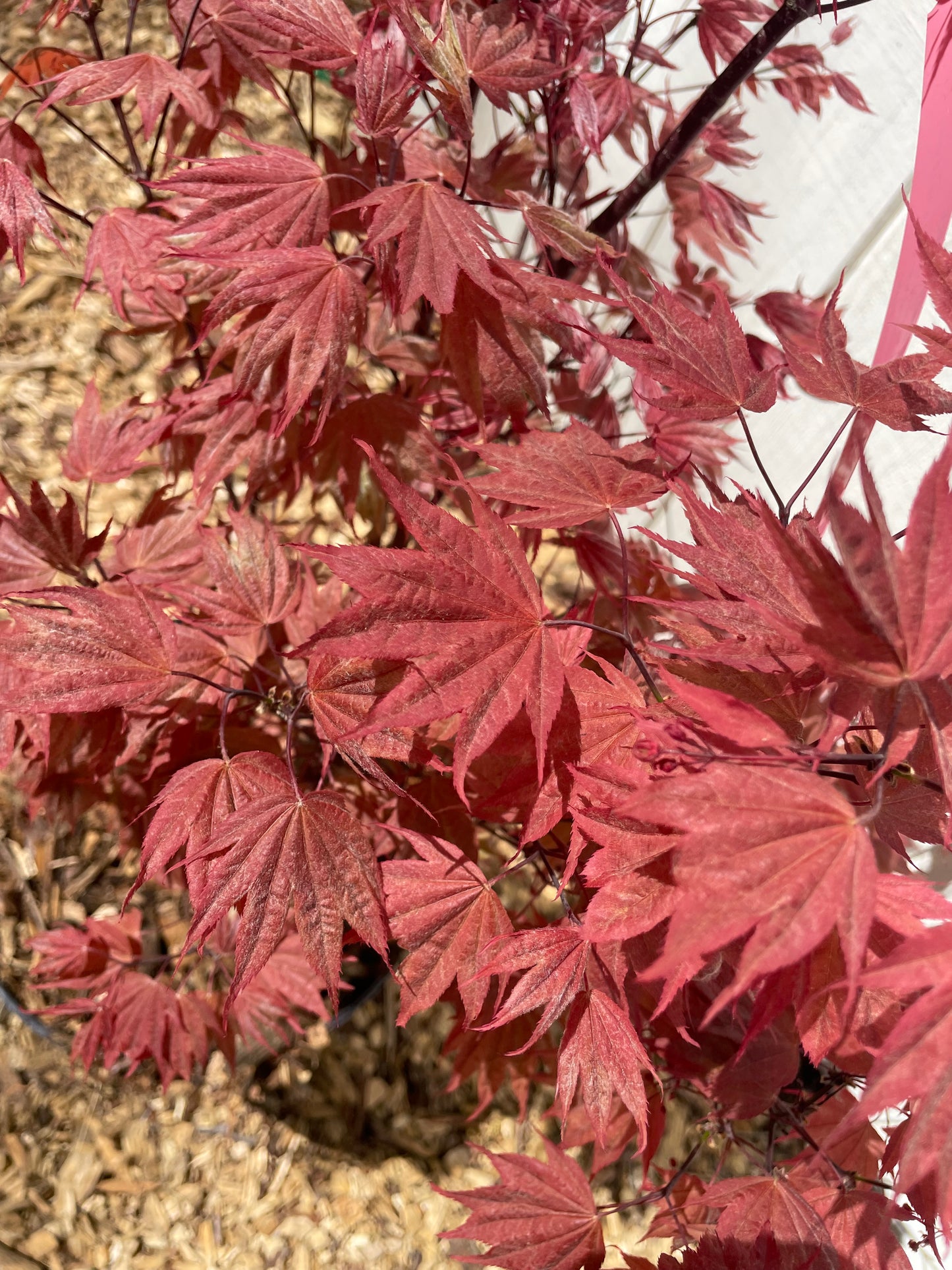Acer palmatum 'Ruslyn in the Pink' Dwarf Japanese Maple