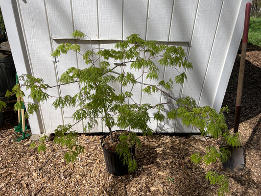 Green Cascade Acer japonicum