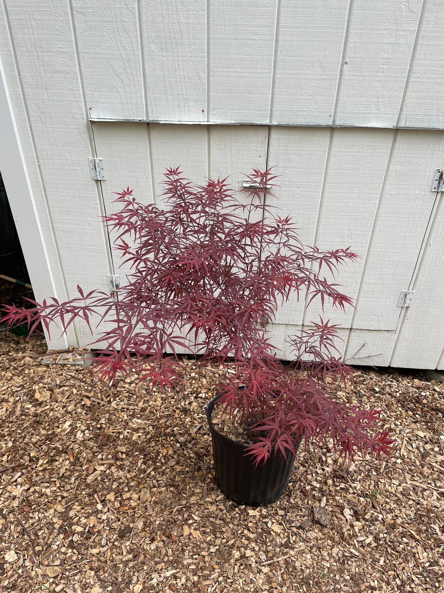 Acer palmatum Beni Otake Tree