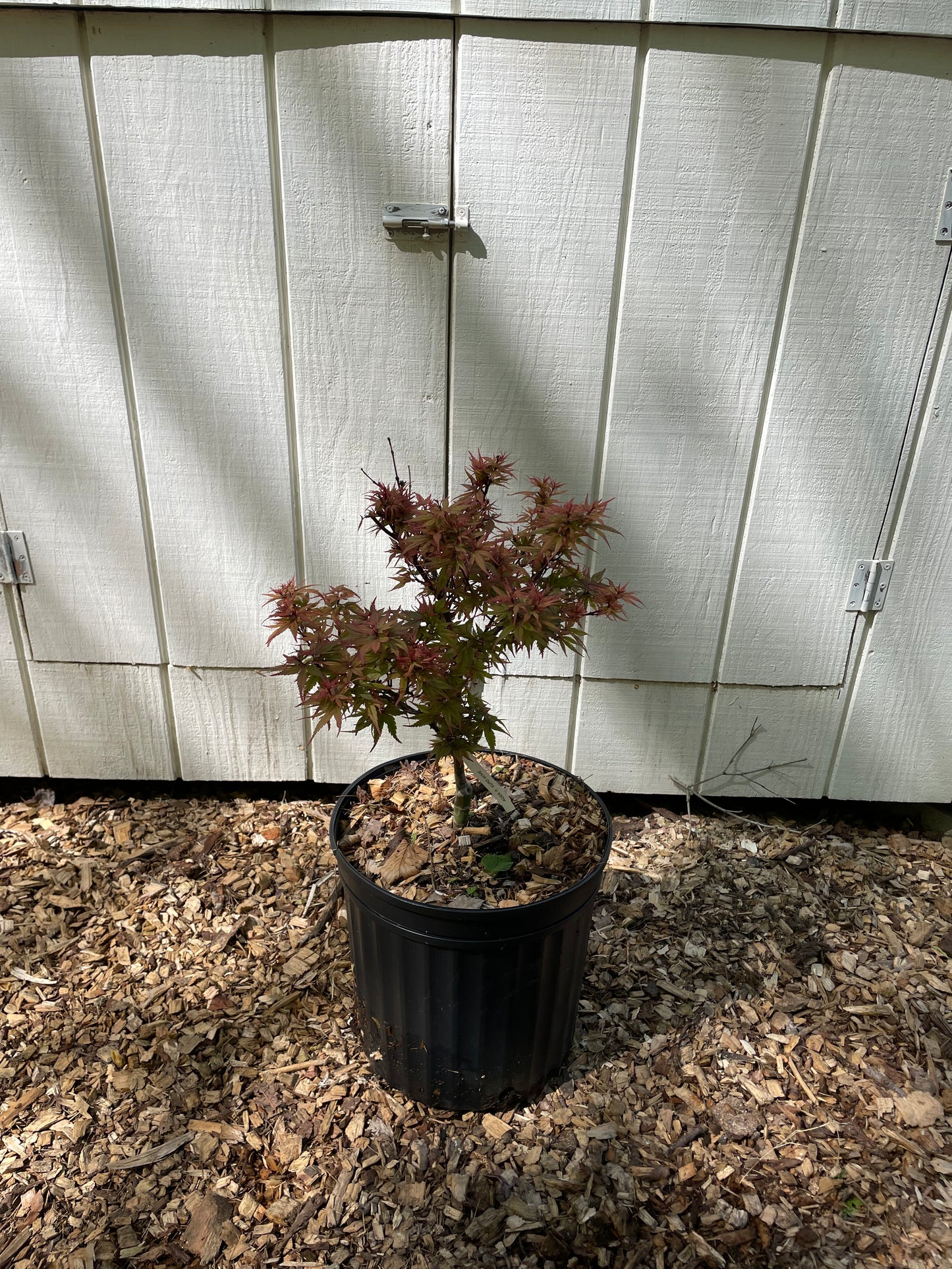Acer palmatum ‘Kuro hime’ Japanese Maple