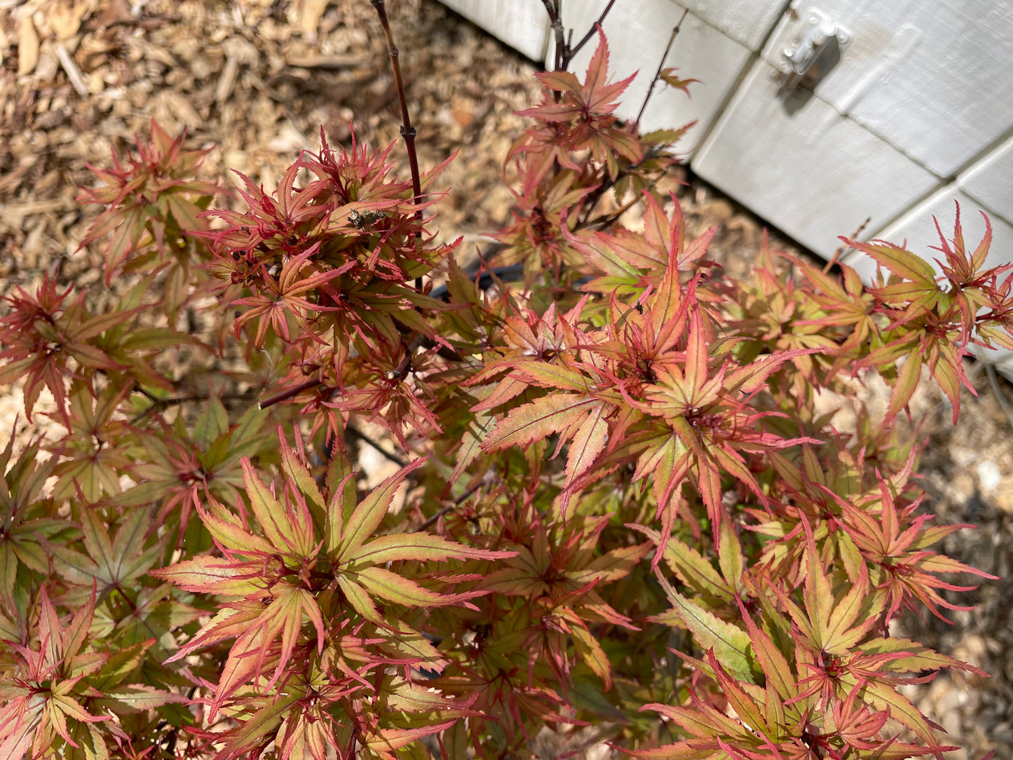Acer palmatum ‘Kuro hime’ Japanese Maple