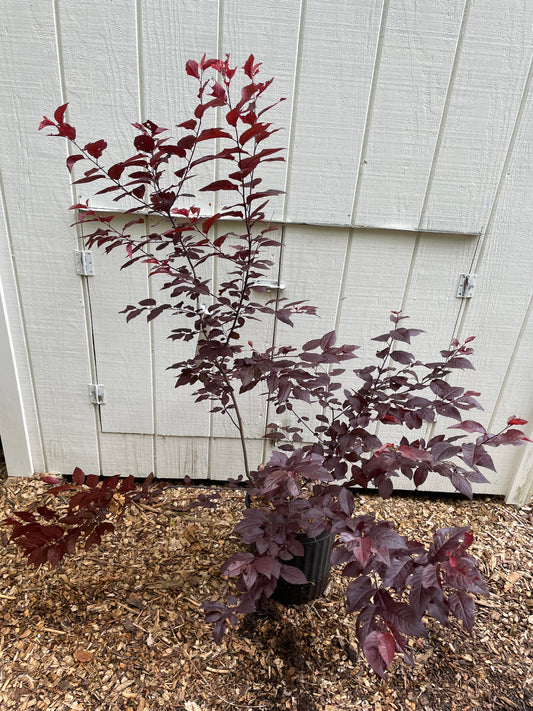 Cherry Plum Krauter Vesuvius Tree