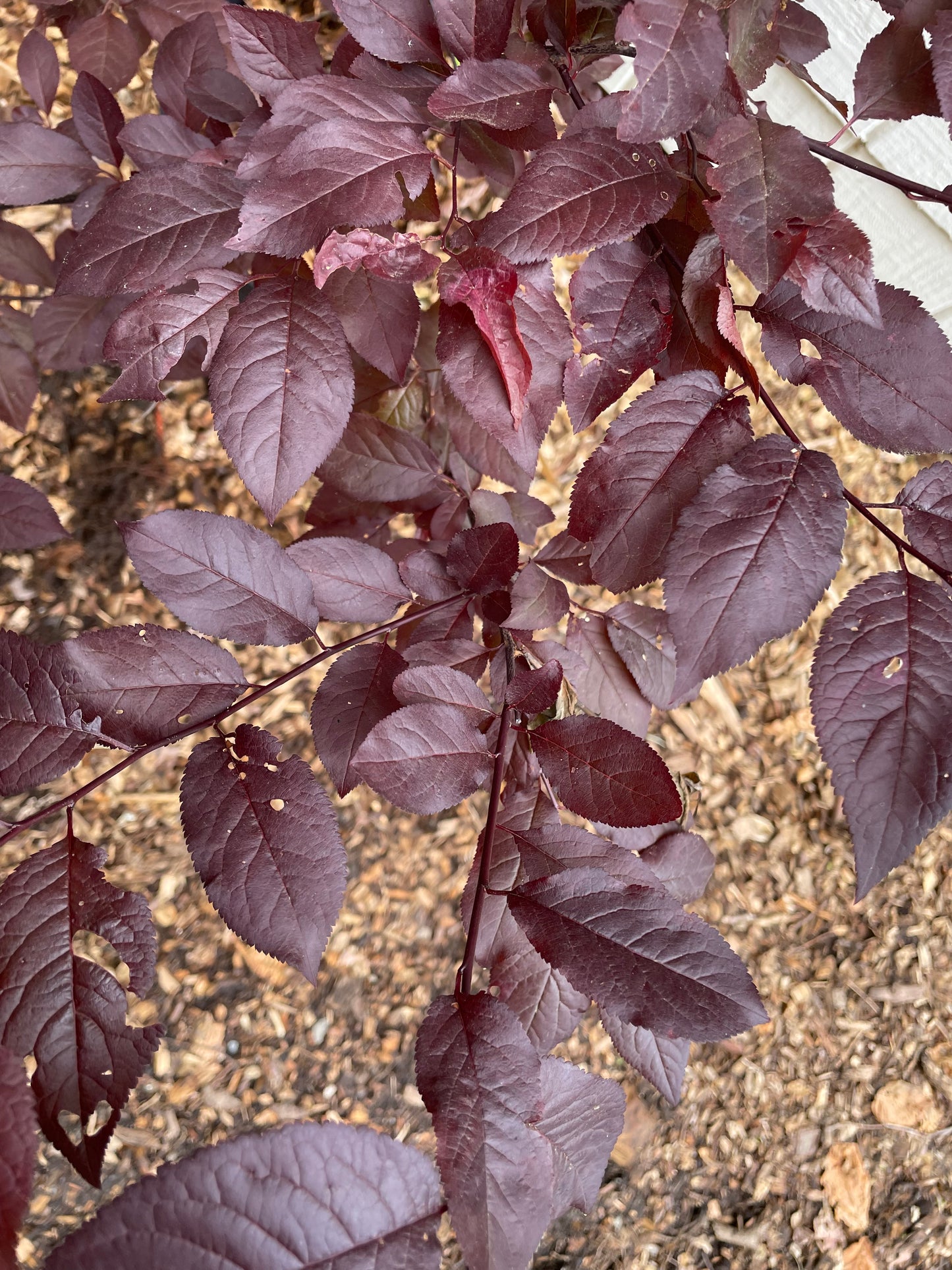 Cherry Plum Krauter Vesuvius Tree