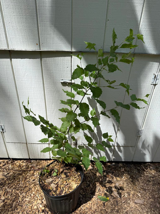 Korean Birch ( Betula costata ) Tree