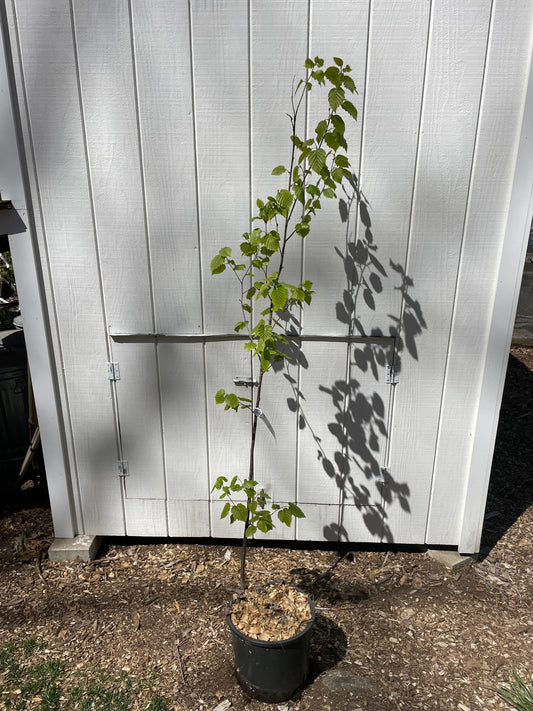 Paper Birch Betula papyrifera