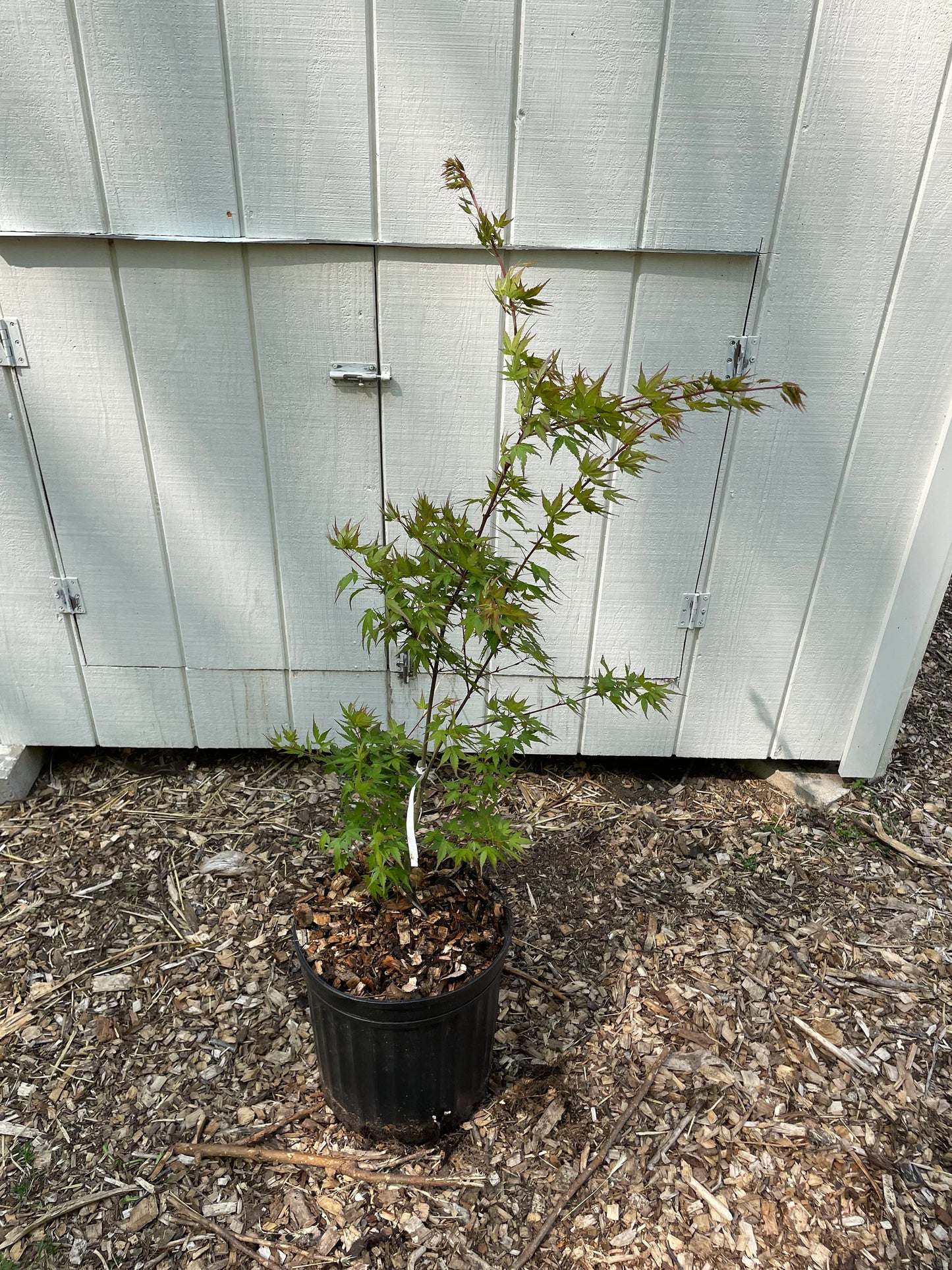 Acer palmatum 'Miss Piggy'