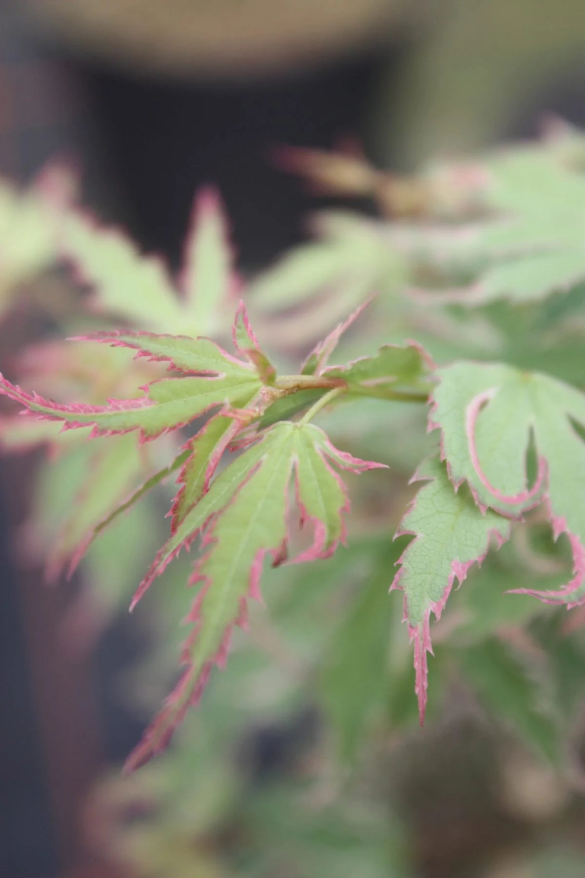 Acer palmatum 'Miss Piggy'