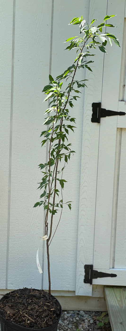 Wild Plum Tree ( Prunus Americana )