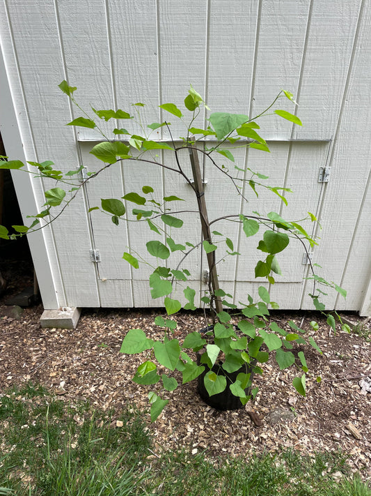 Weeping Redbud ' Lavender Twist ' Cercis Canadensis Grafted