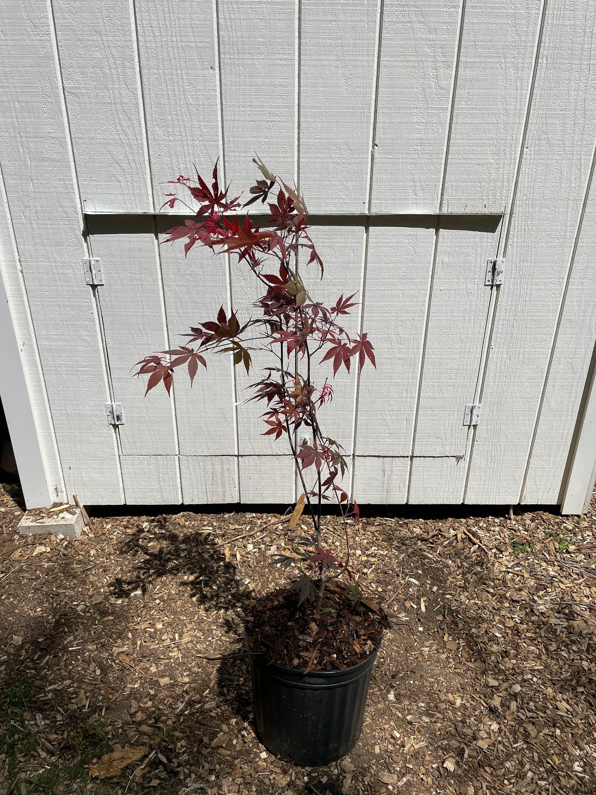 Ruby Ribons Japanese Maple Japanese Red Maple – Eastwoods Organics