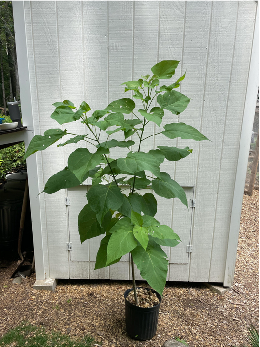 Northern Catalpa ( Catalpa speciosa )