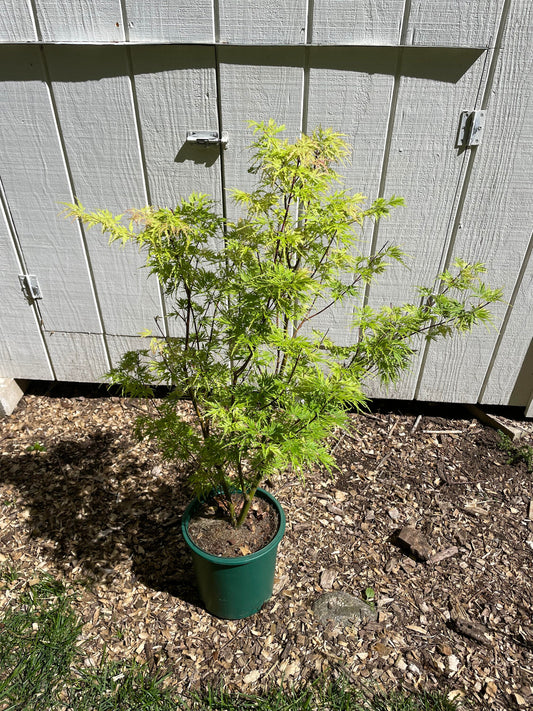 Acer palmatum 'Seiryu' Japanese Maple