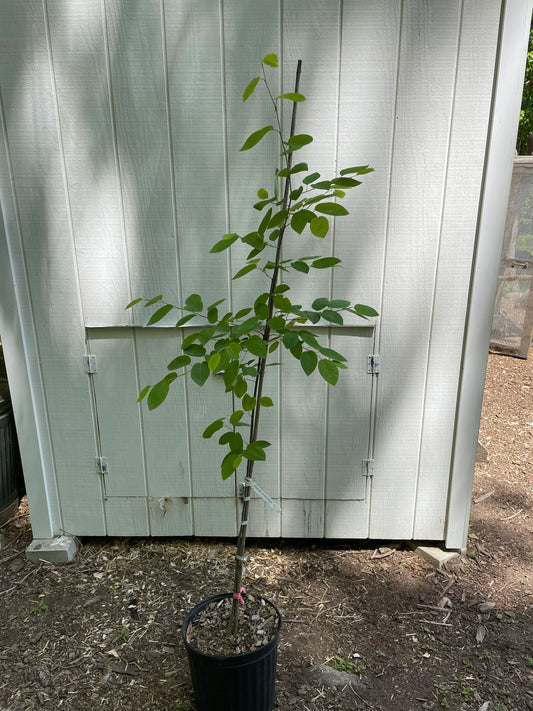 Shadblow Serviceberry ( Amelanchier Canadensis )