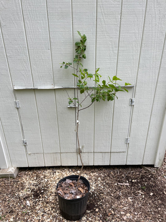 Sour Cherry Tree ( Prunus cerasus )