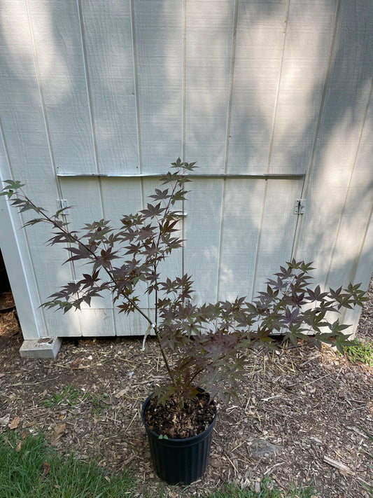 Acer palmatum 'Red Spray' Japanese Maple Tree