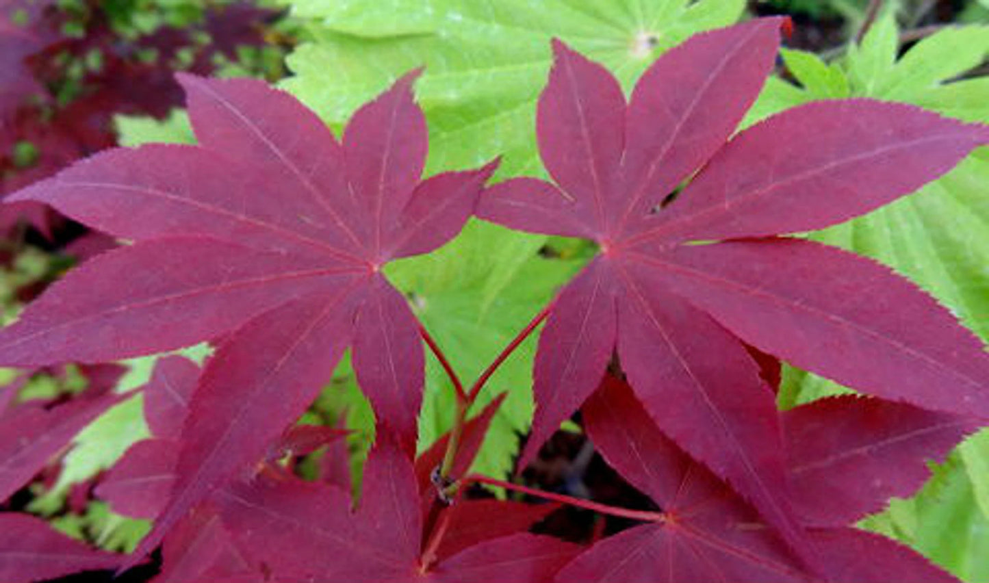 Acer palmatum 'Red Spray' Japanese Maple Tree