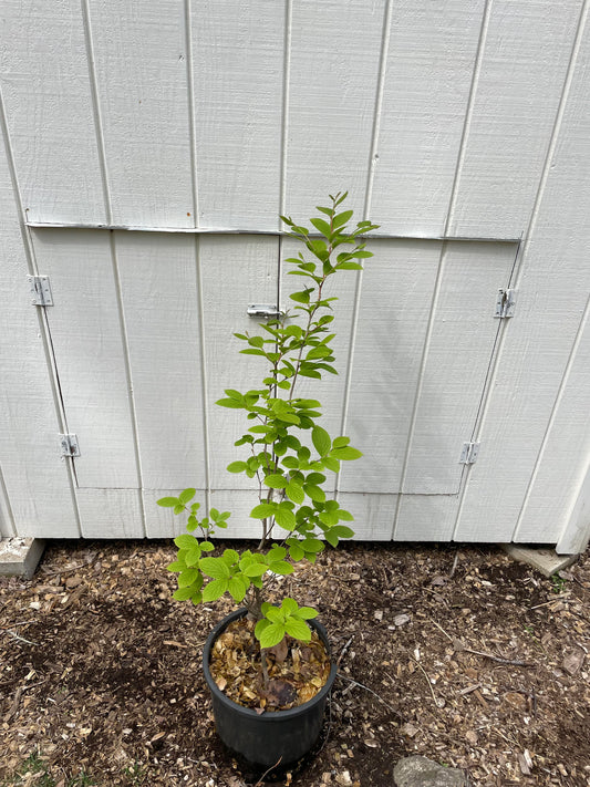 Japanese Stewartia (Stewartia Pseudocamellia )
